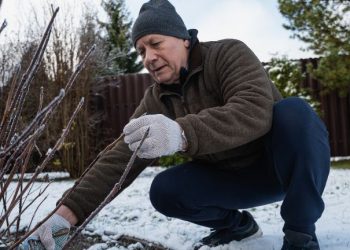 Luty w ogrodzie. Co robić, gdy zima jeszcze trzyma?
