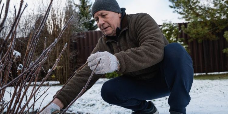 Luty w ogrodzie. Co robić, gdy zima jeszcze trzyma?