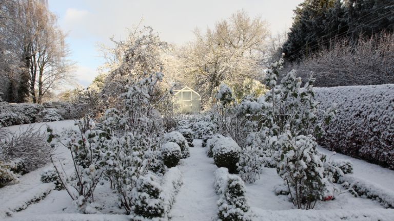 Ogród zimą