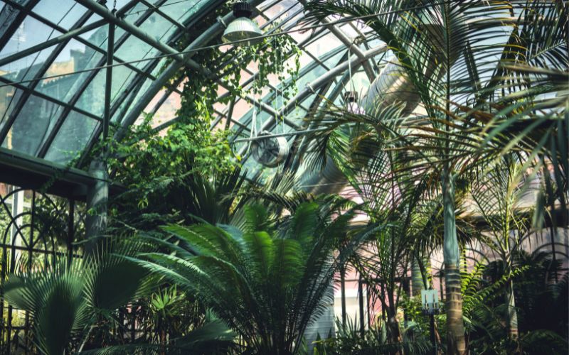 Zdjęcie przedstawia rośliny przy suficie palmiarni