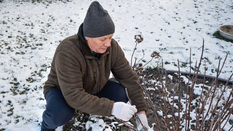 Przycinanie roślin w ogrodzie, w lutym