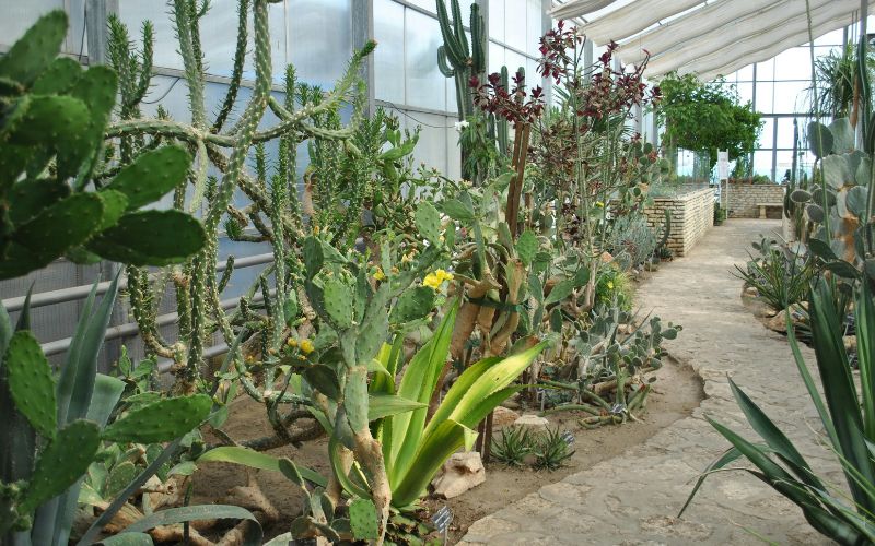 Zdjęcie przedstawia rośliny różnego gatunku w palmiarni