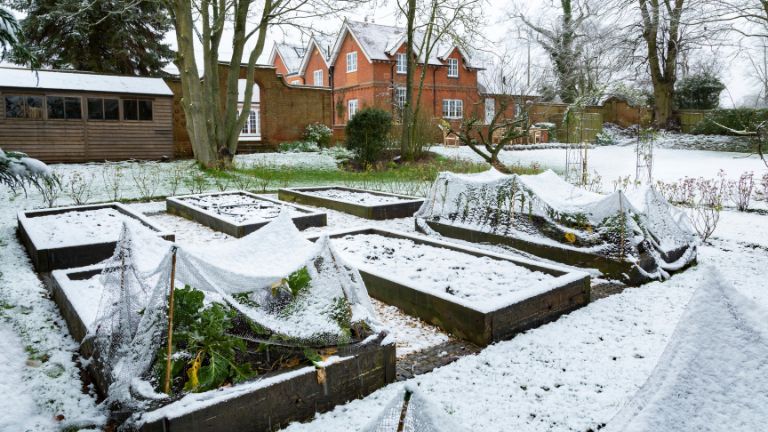 Rośliny w ogrodzie zimą