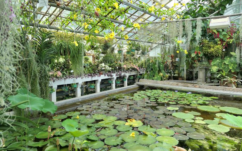 Zdjęcie przedstawia oczko wodne z roślinami w palmiarni