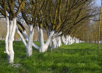 Bielenie drzew owocowych wiosną