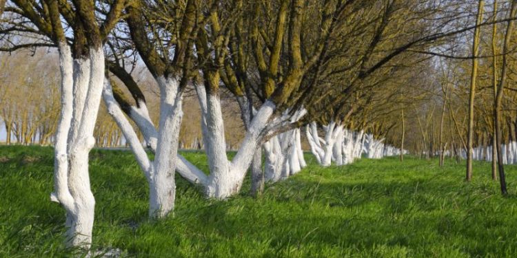 Bielenie drzew owocowych wiosną