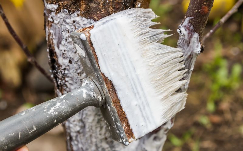 Zdjęcie przedstawia pędzel pokryty mlekiem wapiennym przy korze drzewa