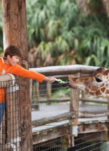 Stare i nowe zoo w Poznaniu