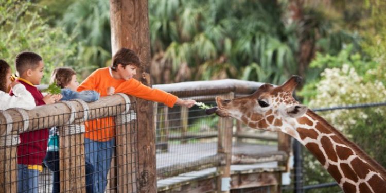 Stare i nowe zoo w Poznaniu