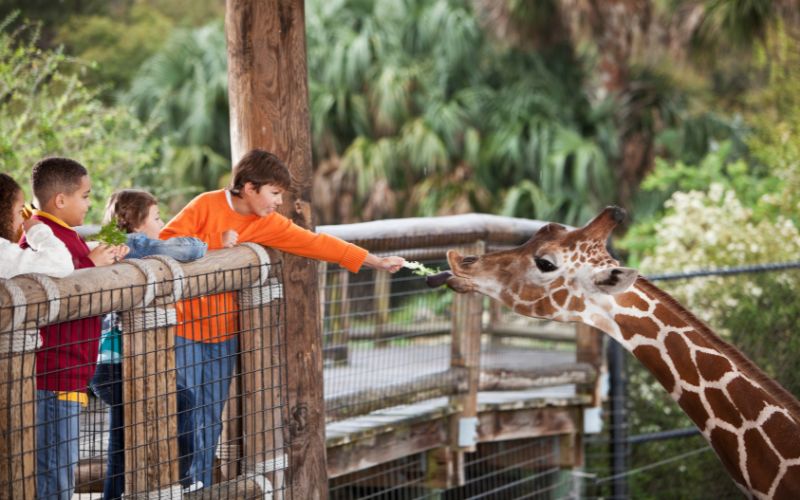Stare i nowe zoo w Poznaniu