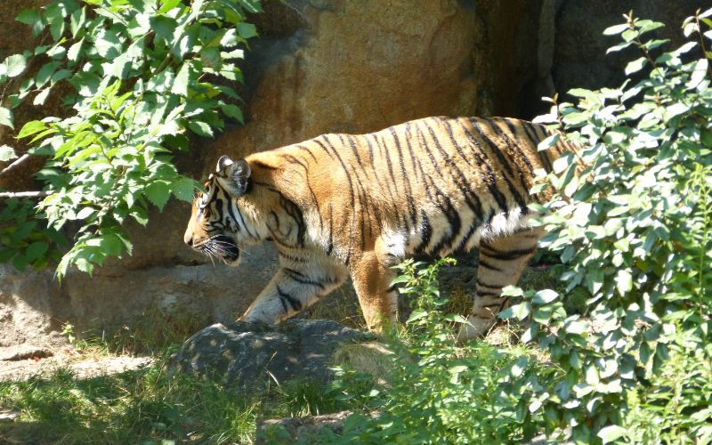 Zdjęcie przedstawia tygrysa w buszu w zoo