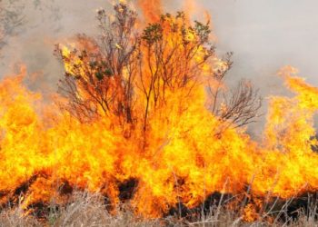 Wypalanie traw wiosną. Dlaczego ten stary nawyk wciąż szkodzi przyrodzie