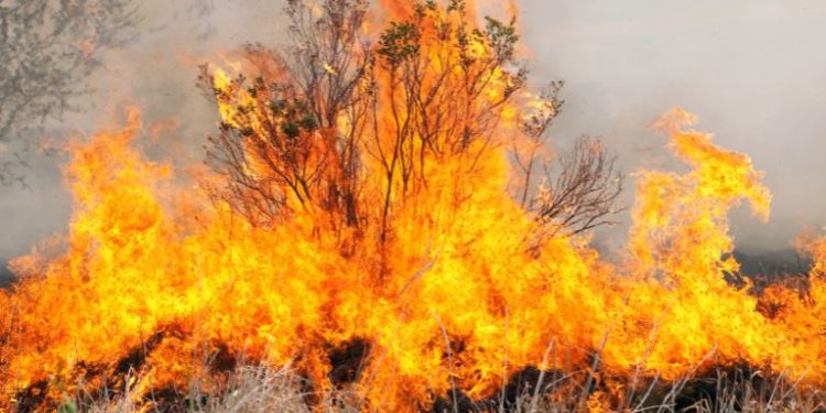 Wypalanie traw wiosną. Dlaczego ten stary nawyk wciąż szkodzi przyrodzie