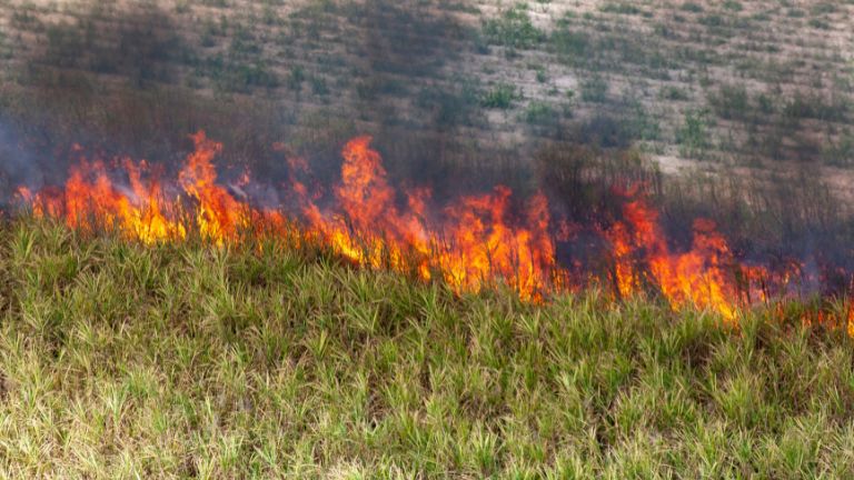 wypalanie trawy wiosna