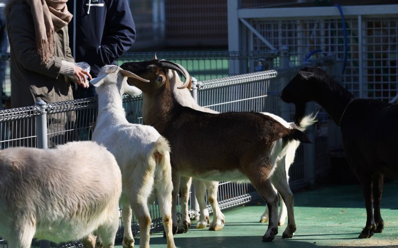 Zdjęcie przedstawia zwierzęta w zoo