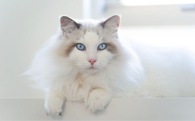 kot ragdoll
