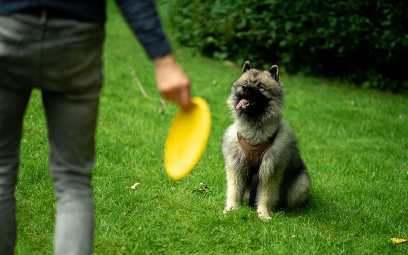 Zdjęcie przedstawia właściciela psa, który trzyma w ręce frisbee i obok niego znajduje się pies