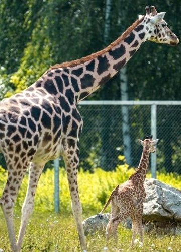 Mała Eva już skradła serca poznaniaków. W Nowym Zoo urodziła się żyrafa