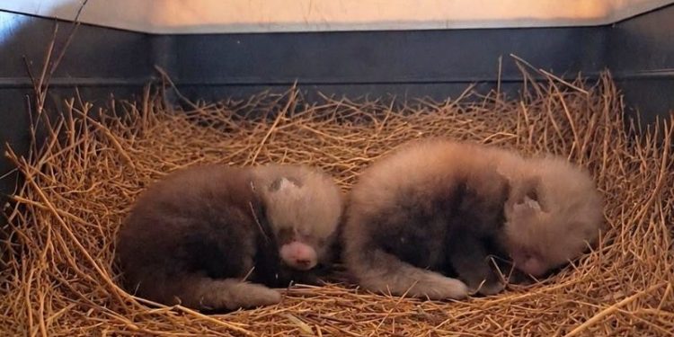 narodziny-paniki-rude-ZOO-Poznan