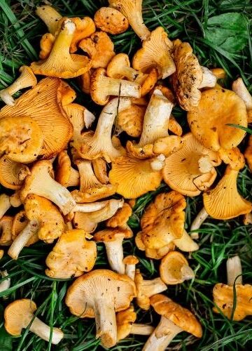 Grzybobranie pod Poznaniem gdzie jechać – atrakcje, informacje praktyczne i wskazówki
