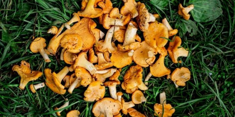 Grzybobranie pod Poznaniem gdzie jechać – atrakcje, informacje praktyczne i wskazówki
